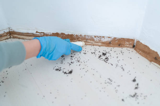 Best Wasp Removal Services  in Water Mill, NY